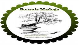 Bonsais Madoga