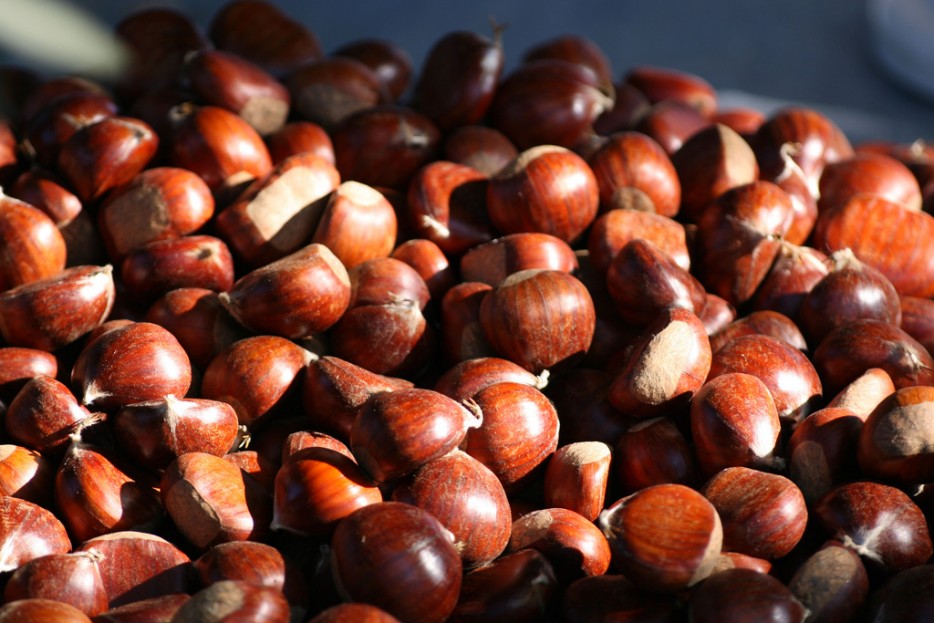 La castaña, el fruto del Otoño